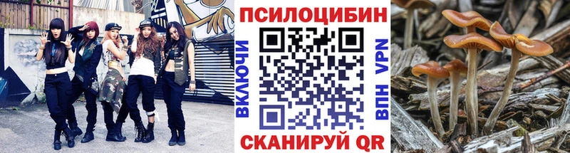 купить наркотик  Дмитровск  Псилоцибиновые грибы Psilocybe 